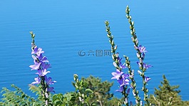 鮮花,海,夏季