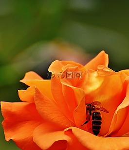 玫瑰,蜜蜂,橙