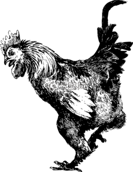 動(dòng)物,鳥(niǎo),雞