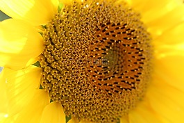 太陽花,黃色,花