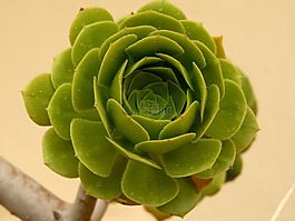 aeonium,莲花掌属亚洲棉,厂