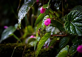 蜜蜂,水珠,植物