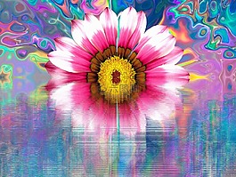 開花,花,性質(zhì)