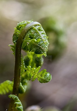 蕨類植物,性質(zhì),芬蘭