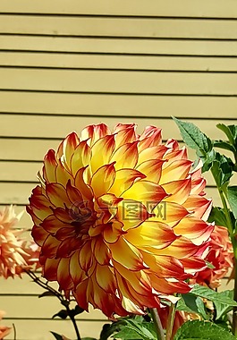 大丽花,夏末,花