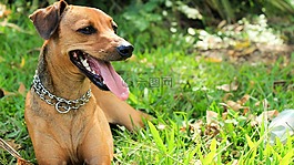 動物,狗,寵物