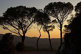 abendstimmung,樹木,影子