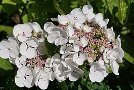 花,白,廠
