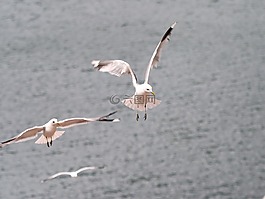 海鷗,鳥類,飛