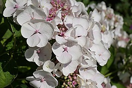 花,白,廠