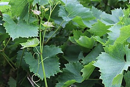 藤葉,葡萄,廠