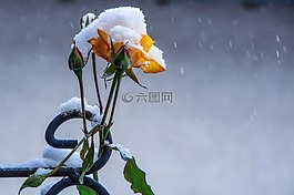 玫瑰,冬天,鮮花