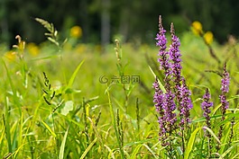 性質(zhì),夏季,花