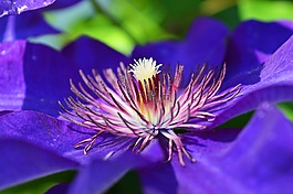 紫色,花,自然
