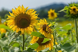 性質(zhì),花,太陽花