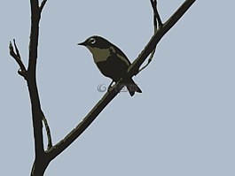 鳥,坐,嫩枝