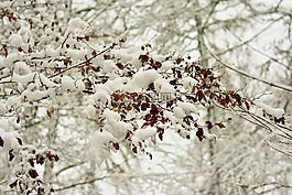 冬天,雪,科