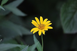 綻放,盛夏,太陽花