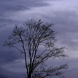 樹,皇冠,天空