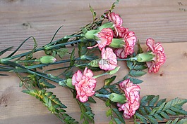鮮花,粉紅色,go?dziki