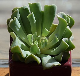 肉質(zhì)暗紅色的鍋,echeveria 亂七八糟的,容器廠