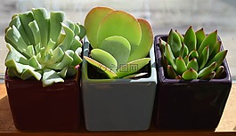 肉質(zhì)三人組,容器廠,植物