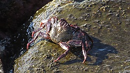 海灘,agaetes,的