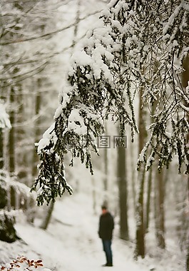 冬天,雪,森林路径
