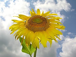花卉,向日葵,黃色