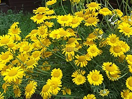 鲜花,蜜蜂,赫梅尔