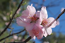 杏仁花,开花,花粉