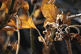 herbstimpression,秋天的落叶,蛛网