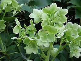 鐵筷子,植物,淡綠色