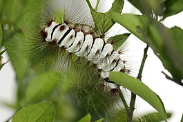 蠕蟲,卡特彼勒,動(dòng)物