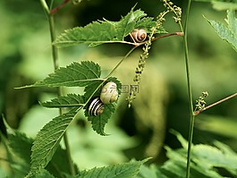 蝸牛,爬行動(dòng)物,軟體動(dòng)物