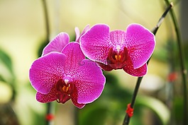 蘭花,花,鮮花