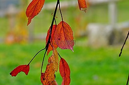 葉子,紅色,著色