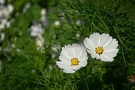美女,雙胞胎,花