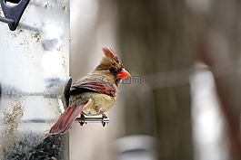 紅衣主教,鳥,進(jìn)紙器