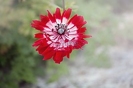 海葵,花,紅色