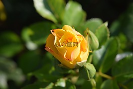 玫瑰,黃色,開花