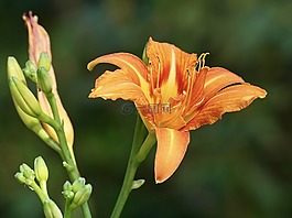 百合,橙,花粉