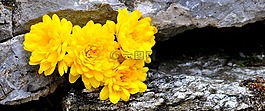 菊花,花,鮮花