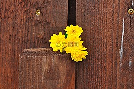 菊花,花,鮮花