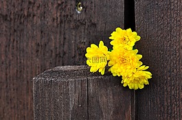 菊花,鲜花,黄色