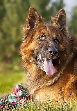 狗,德國(guó)牧羊犬,動(dòng)物