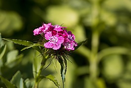 香石竹,斯威特威廉,花