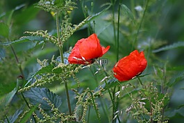 罌粟花,鮮花,國家