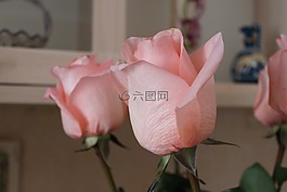 鮮花,玫瑰,粉色