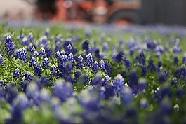 bluebonnets,德州,伊利諾伊